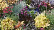 Blüten, Blattfarben und Fruchtschmuck auf dem Herbst-Staudenmarkt im Botanischen Garten Berlin am 5. und 6. September 2026. Bild: GABOT. 