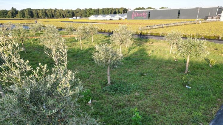Optimierte Versickerungsleistung bei Dercks Gartenbau. Bild: © Samuel Lemmen / HSRW. 