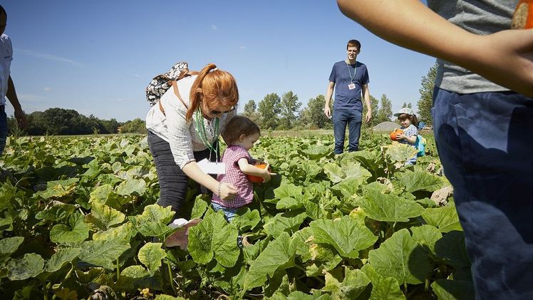 Kürbisernte beim Ja! Natürlich Familientag am Bio-Bauernhof. Bild: Ben Leitner.