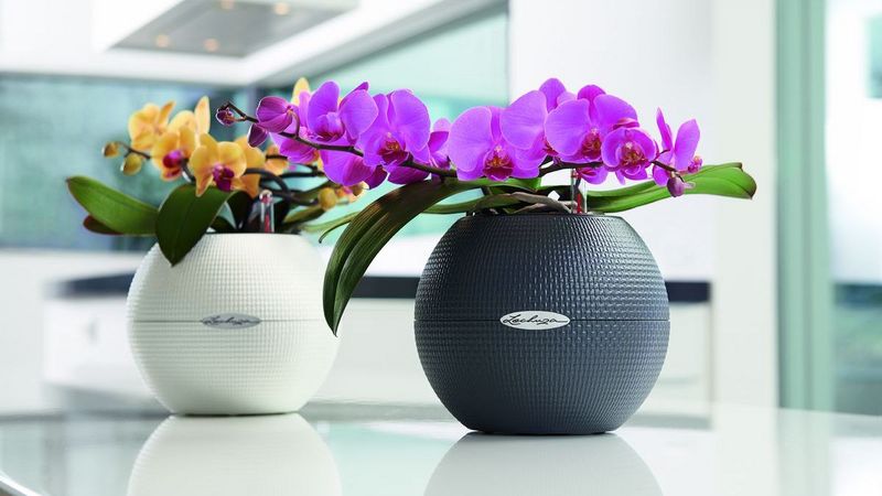 LECHUZA: Prachtvolle Orchideen am Tag der Zimmerpflanzen | Gabot.de