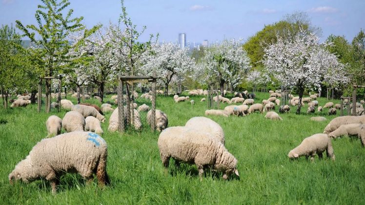Der 18. Landesweite Streuobsttag Baden-Württemberg findet am 4. Mai 2024 an der Universität Hohenheim und Online statt. Bild: Sybille Wolf-Kümmeth.