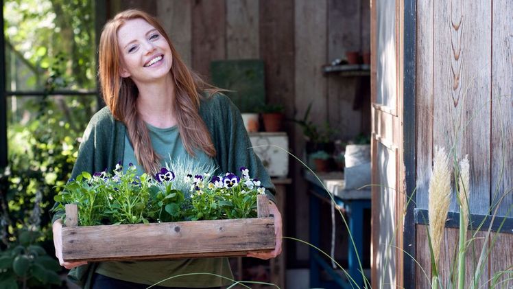 Violen bringen Freude in den Herbstgarten. Bild: Blumenbüro Holland.