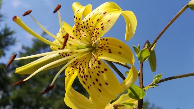 Lilienblüte. Bild: DGG 1822.