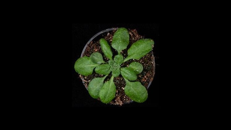 Modellpflanze der Pflanzenforscher, Arabidopsis thaliana Pflanze. Bild: ©MPI-MP, sevens + maltry.
