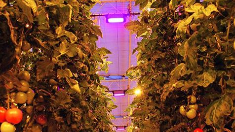 Osram beteiligt sich am Horticulture Start-up Motorleaf. Bild:Osram.