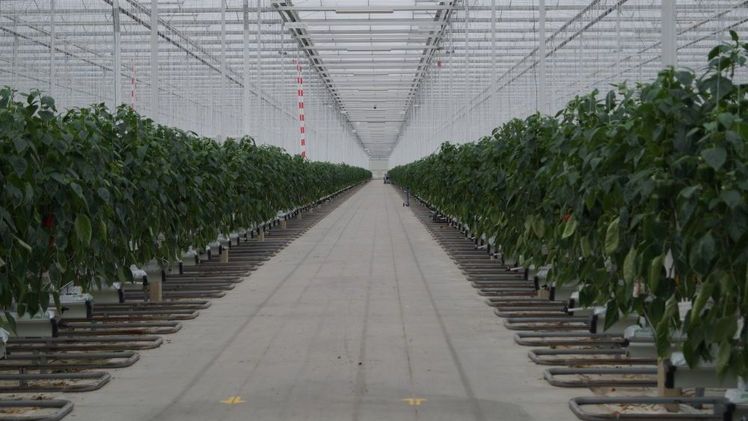 In den Niederlanden werden die Produktionsbetriebe immer größer. Bild: GABOT.