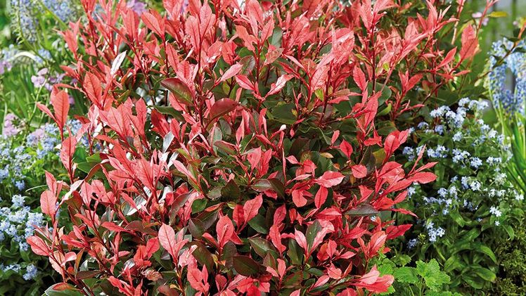 Photinia fraseri Little Fenna® (PBR EU 58883). Bild: Graines Voltz.