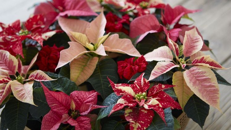 Weihnachtssterne gibt es in vielen verschiedenen Farben und Formen. Besonders die filigranen Mini-Poinsettien bieten jede Menge Möglichkeiten für abwechslungsreiche, moderne Weihnachtsdekorationen. Hier wurden einfach verschiedenfarbige Minis nebeneinander in einer Schale arrangiert. Bild: Stars for Europe. 