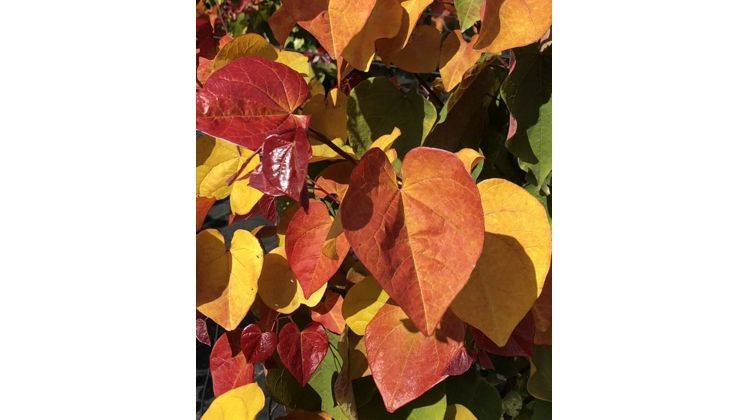 Cercis – ein variantenreiches Klimagehölz. Bild: Baumschule Roßkamp.