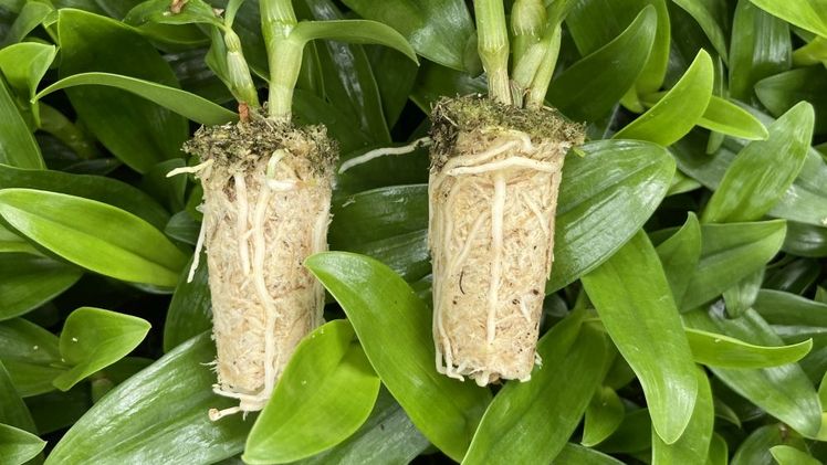 Dendrobium nobile in Sphaxx. Bild: Klasmann-Deilmann.