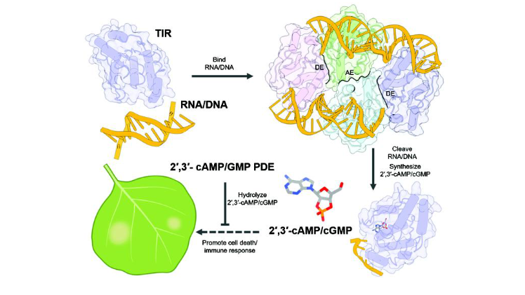 Grafische Darstellung der Studie Dongli Yu. Grafik: MPIPZ Dongli Yu.