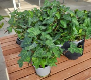 9er Topf Efeu Hedera zu verkaufen (Anzeige)