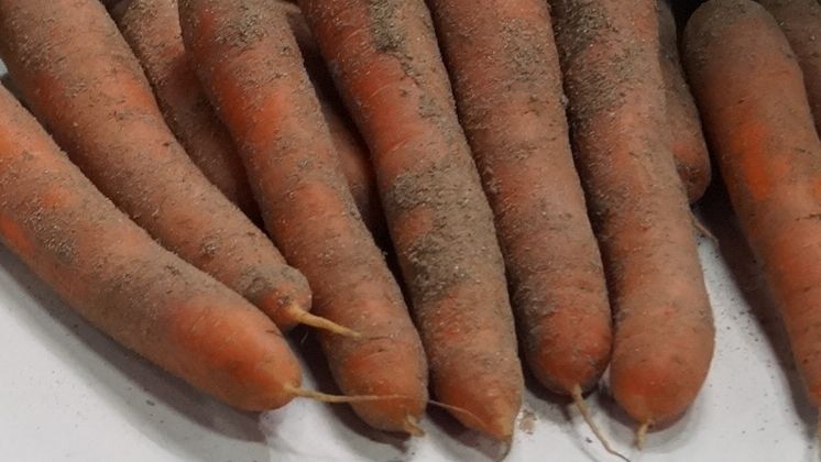 Auf 340 ha wurden in Brandenburg Möhren geerntet. Bild: GABOT.