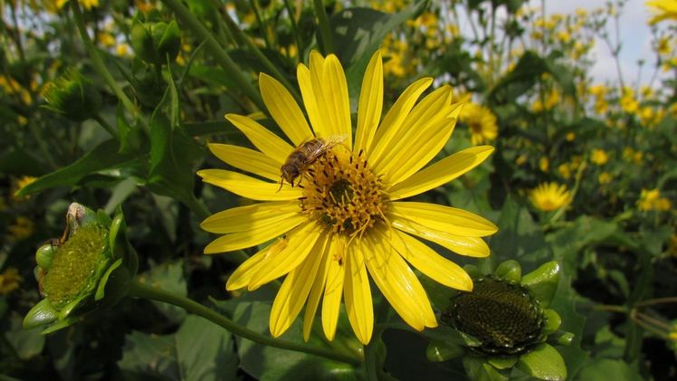 Blüte der Durchwachsenen Silphie (Silphium perfoliatum). Bild: Marie Ende.