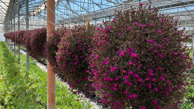 Delosperma Desert Dancers Purple. Bild: Plantipp.