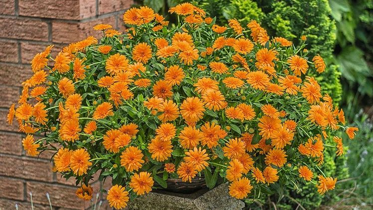 Calendula „Golddaisy“ überzeugte die Gärtner in Rheinland-Pfalz, die sie zur „Balkonpflanze des Jahres 2019“ kürten. Sie zeichnet sich vor allem durch ihre Blütenpracht aus, reinigt sich selbst und ist so robust, dass sie sogar leichte Fröste übersteht. Bild: GMH/Kientzler.