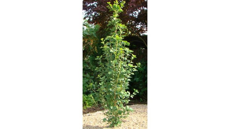 1. Platz: Ginkgo biloba 'Menhir'. Bild: KVBC.