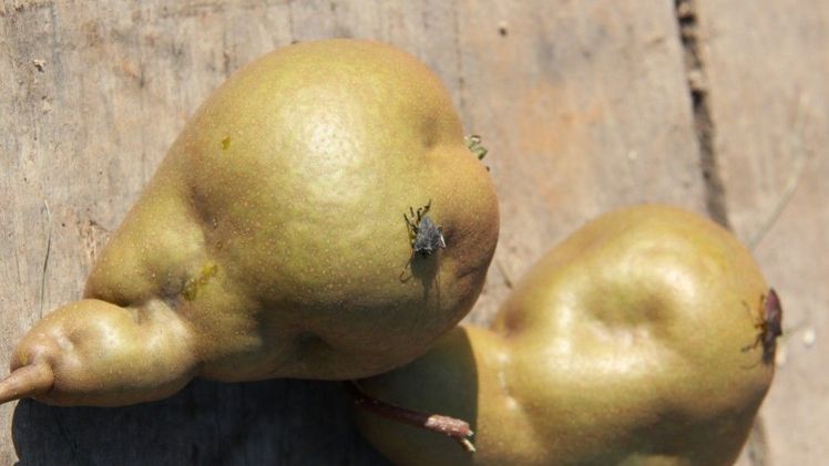 Die Einstiche der Wanzen führen zu Deformationen und bitteren Stellen im Pflanzengewebe. Bild: Schweizer Obstverband. Die Einstiche der Wanzen führen zu Deformationen und bitteren Stellen im Pflanzengewebe. Bild: Schweizer Obstverband.