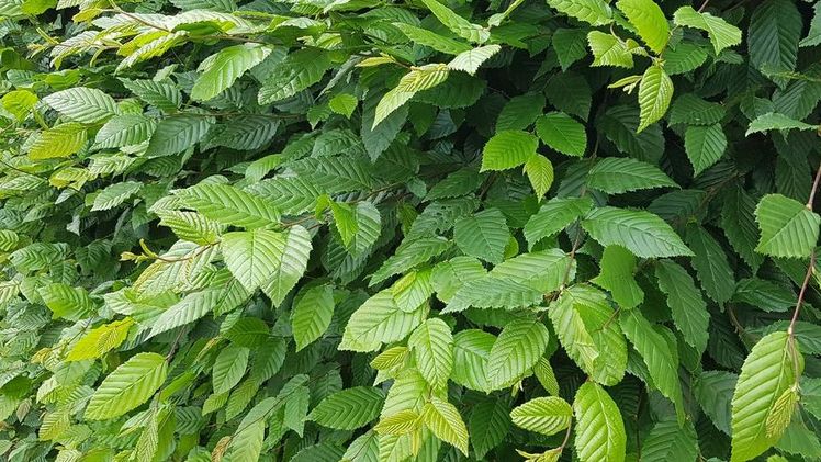 Entscheidung des Verwaltungsgerichts Koblenz zu einer gefällten Buche. Bild: GABOT.