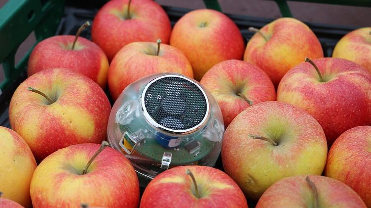 Der Sensor misst Sauerstoff und Kohlendioxid um die Atmungsaktivität der Früchte zu bestimmen. Bild: ATB.