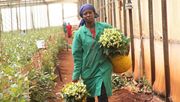 Leah Wanjiru, eine Arbeiterin bei der Fairtrade-zertifizierten Blumenfarm Valentine Growers in Kiambu, Kenia. Bild: © Fairtrade / Funnelweb Media.