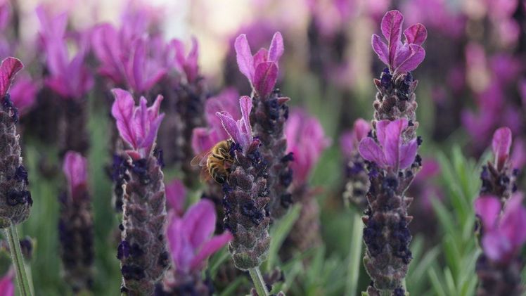 Stauden sind ein Gewinn für Mensch und Natur!. Bild: GABOT.