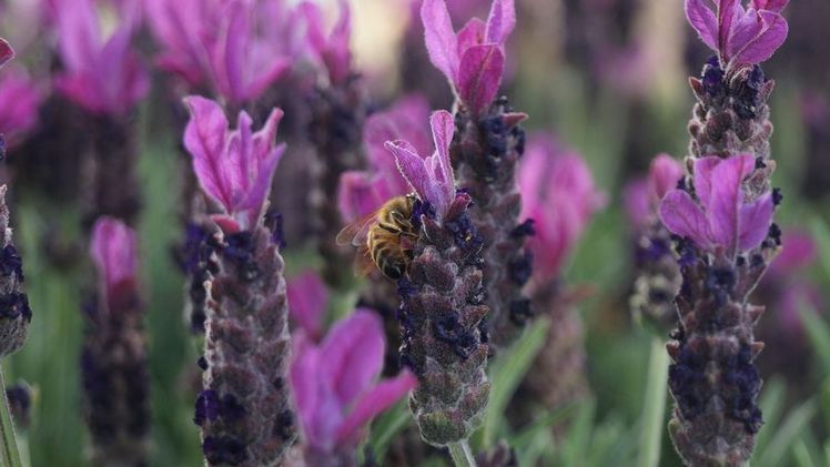 Trotz ausführlicher Diskussion konnte keine Beschlussempfehlung zur auch als Insektenschutzgesetz bezeichneten Vorlage abgegeben werden. Bild: GABOT. 