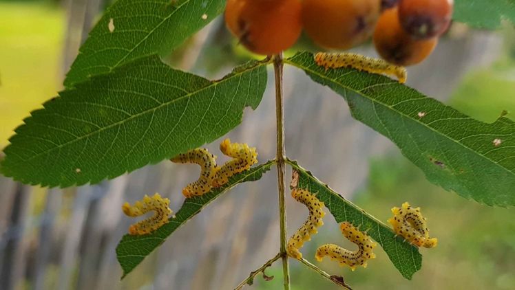 Larven der Ebereschenblattwespe (Pristiphora geniculata) an einer Vogelbeere (Sorbus aucuparia). Bild: Matthias Nuß.