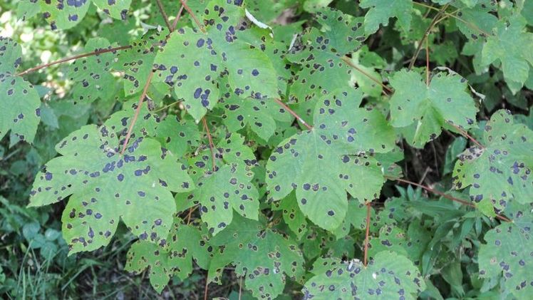 Teerfleckenkrankheit an Ahorn. Bild: Thomas Lohrer, HSWT. 