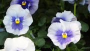 In Thüringen sollen Baumschulen, Gartenmärkte, Gärtnereien- und Floristikbetriebe wieder öffnen können. Bild: GABOT.