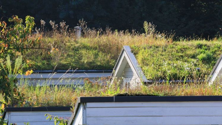 Die Investition in ein Gründach lohnt sich aus verschiedene Gründen. Bild: Verbraucherzentrale NRW.