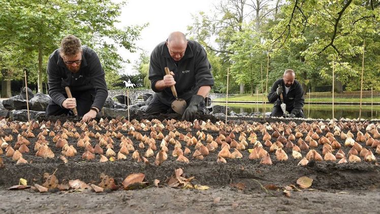 Die Gärtner des Keukenhofs pflanzten die ersten Blumenzwiebeln im Park. Bild: Keukenhof.