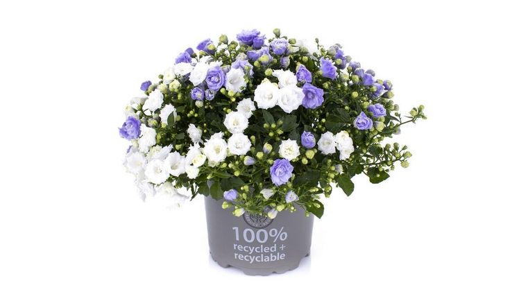 Bali Multi ist ein Mix aus den bereits bekannten doppelblütigen Campanula-Sorten 'Bali White' und 'Bali Blue'. Bild: Tvillingegaarden.