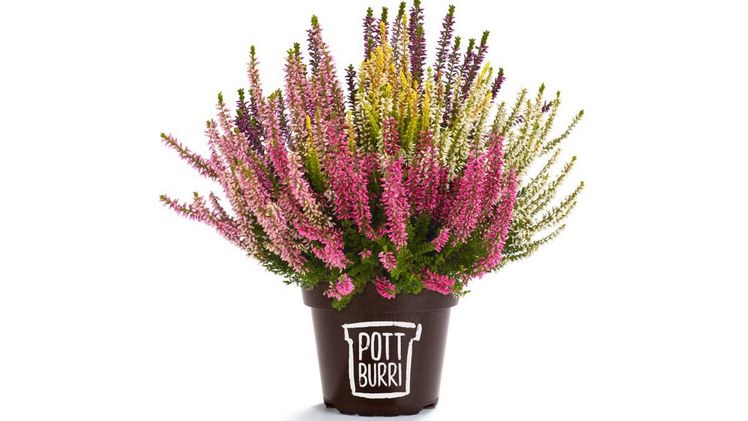 Die Calluna Highfive im POTTBURRI-Topf. Bild: Cox GmbH.