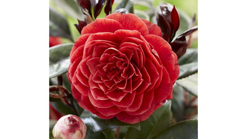 Glazen Tulp Awards 2024: Hauptpreis fr Camellia japonica L. Femme Fatale |  Gabot.de