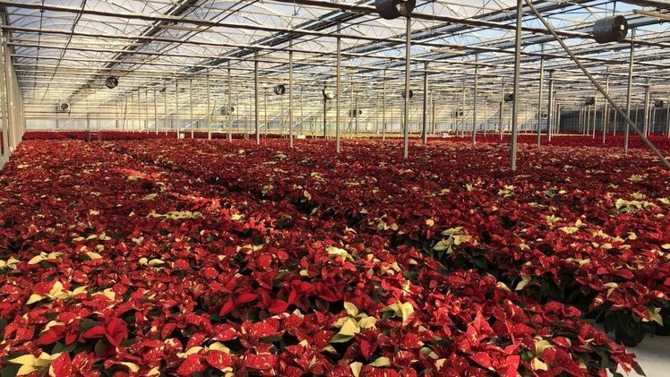 'Superba New Glitter' in der Produktion. Bild: Lazzeri.