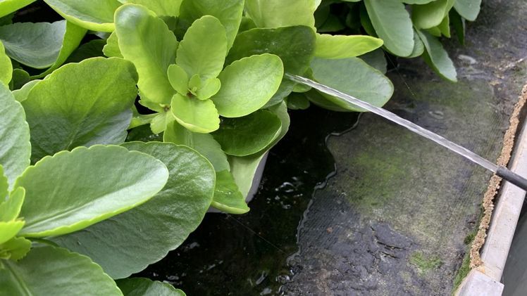 Pflanzen benötigen im Klimawandel mehr Wasser. Bild: GABOT.