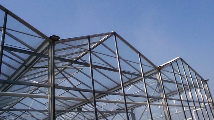 Ziel der Carbon-Leakage-Regelungen müsse es sein, dass Gemüse, Blumen und Pflanzen aus deutscher regionaler Produktion wettbewerbsfähig bleiben. Bild: GABOT.