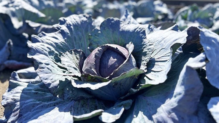 Hohe Lichtintensitäten beeinflussen die Expression von „Specifier“-Proteinen und fördern so die Bildung gesundheitsfördernder Isothiocyanate in Rotkohl. Bild: V. Púčiková, IGZ.