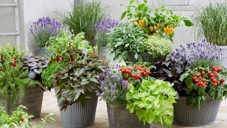 Die Treasure Island Süßkartoffelsorten - schön und ertragreich. Bild: FitzGerald Nurseries.