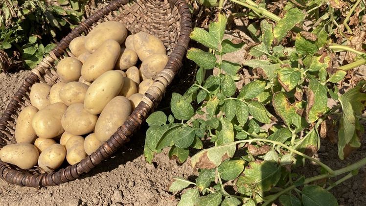 Niedersachsen ist mit Abstand das größte Anbaugebiet für Kartoffeln im Bundesvergleich. Bild: Landvolk.