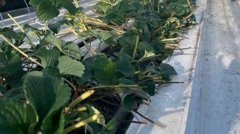 Speziell für den Anbau von Erdbeeren wurde ein Substrat auf Basis von Holzfasern entwickelt. Bild: Klasmann-Deilmann.