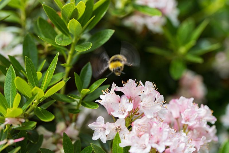 rhododendron online shop Olga Mezitt Rhododendron buy online plants and trees at pixies Gardens main image 0