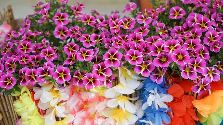 Die neue Sorte Calibrachoa Rave® Pink Hawaii in Pink mit gelb-weißer Mitte ist ein wahrer Eyecatcher. Bild: Selecta one. 