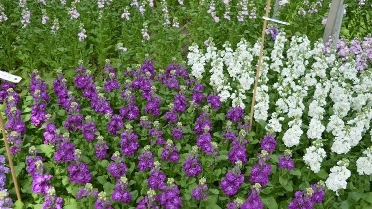 Sortenversuche bei Matthiola. Bild: Evanthia.