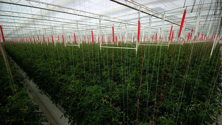 Zwei Monate nach der Bepflanzung des ersten Klimagewächshauses sind die ersten Snack-Tomaten nun reif zur Ernte. Bild: © BayWa AG.