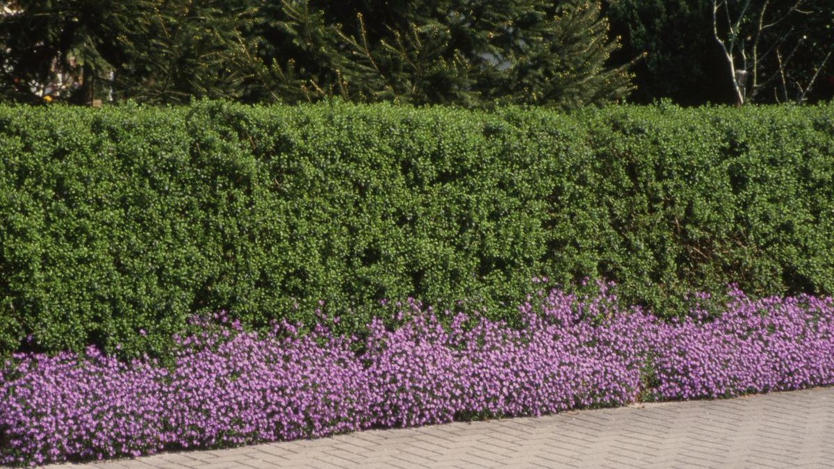 preis thuja 180 cm Kunstbaum Thuja 180 cm – Künstliche Zypresse im Topf für Innen & Ausse –  NOVIDARTE AG main image 0