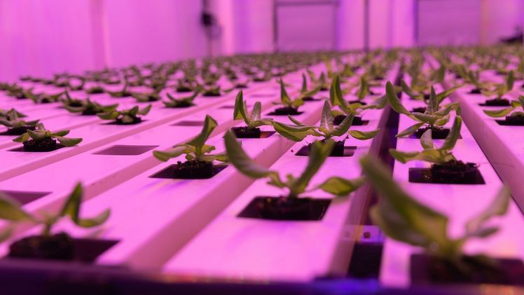 Als führender Hightech-Innovator mit mehr als 125 Jahren Erfahrung im Gartenbau ermöglicht Certhon seinen Gartenbaupartnern, überall auf der Welt alles anzubauen. Bild: Certhon.