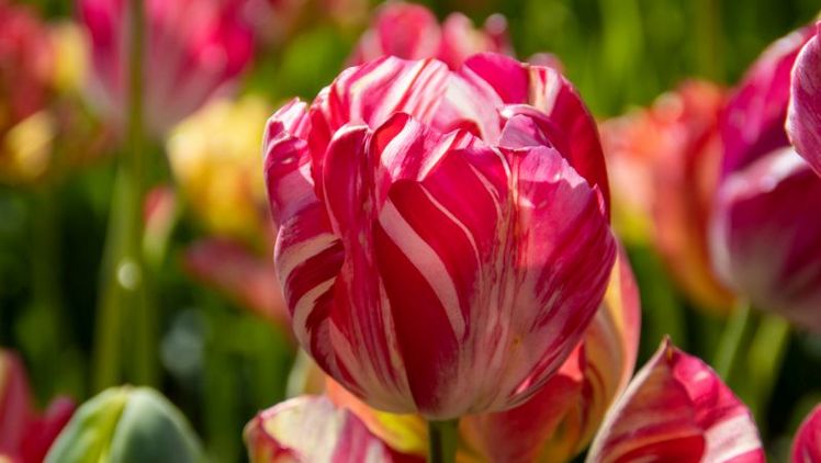 Späte Tulpe 'Sea of Lights'. Bild: © Bruno Nebelung GmbH/Kiepenkerl. 