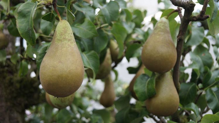 Birnen wurden in Sachsen-Anhalt im Jahr 2022 auf 46 ha angebaut. Bild: GABOT.
